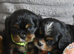 Health Tested- Cavalier King Charles Spaniel