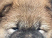 3 gorgeous pups for sale 2x boy & 1x girl