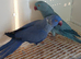 Bonded pair of beautiful coloured Ring necks available