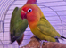 Beautiful bonded pair of lovebirds & cage