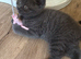 British shorthair pedigree kittens, ready now
