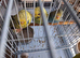 Budgies