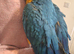 8 month old blue and gold macaw