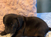 Cane corso x pressa canario