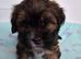 Beautiful shorkie puppies nearly ready