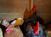 bantam cockerels