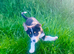 Border Collie Puppies for sale
