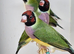 Gouldian finches
