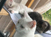 Cute n cuddly kittens for sale