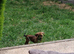 CHIHUAHUA/BORDER TERRIER MIX FEMALE