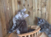 Pure Bred Maine Coon Kittens