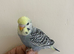 Budgies group