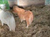 Mini Shetland colt foal
