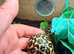 Indian star tortoise cb25