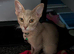 Abyssinian cross Cornish rex boy