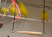 4 x German Roller Canaries