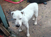 male 13 months ingles blood