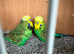 2 x Green cock birds for sale