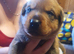 Rottweiler/ Sharpie puppies