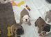 English bulldogs