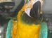 Stunning Blue & Gold Macaw – 10 Years Old