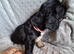 3 stunning kc registered puppies left