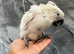 Hand Rearing Baby Super Tame Cuddly Umbrella Cockatoo Parrot,24