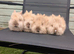 Purebred doublemane lionhead babies ready now
