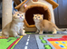 Golden British Shorthair kitten