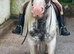 Kind 12hh Blue & White 4yo Cob Riding Mare