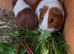 Baby guinea pigs
