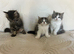Beautiful kittens