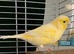 Canary hen &cage