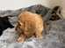 Cockapoo puppies