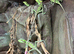 Casque Head Iguana babies