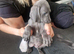 Outstanding blue kc weimaraner puppies