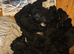 Black puppy