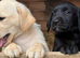 Pure yellow and black Labradors ready now.