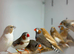 Zebra finches