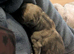 Selling our 10 lovely puppies