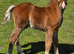 Registered Welsh Sec  C mare with foal at foot