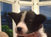 10 week old Border Collies