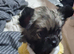 Two female chihuahua puppies for sale