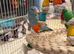 Pair of parrotlets Male and Female