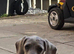 Mini dauchand named archie,