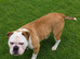 Beautiful Old English Bulldog