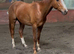 Beautiful chestnut gelding