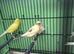 5 Canaries for sale