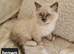 Adorable ragdoll kittens looking for a new home