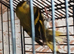 Siskin Males Siskin males